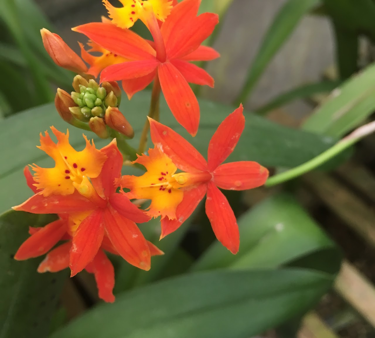 Epidendrum radicans — Epidendrum, Natt's Orchids