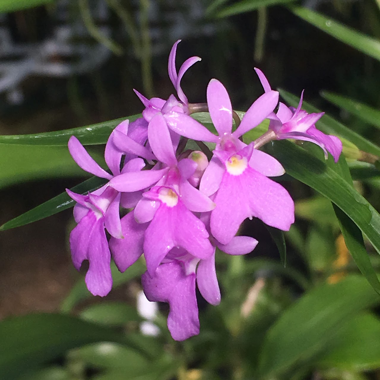 Epidendrum centropetalum — Epidendrum, Natt's Orchids