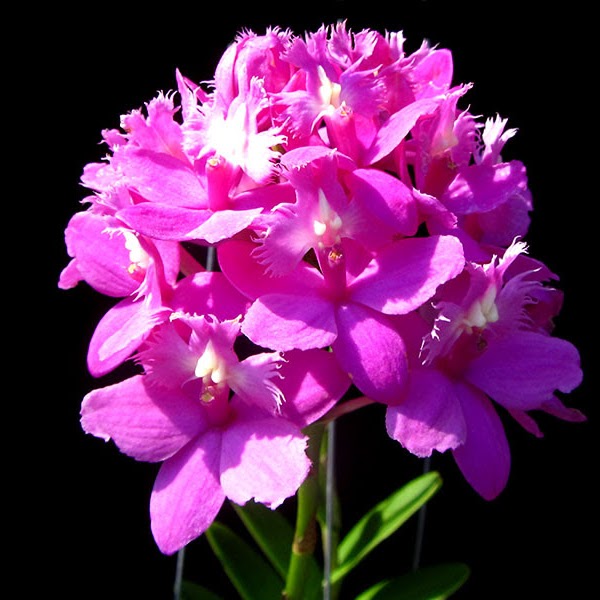 Epidendrum Jairak Valley 'Pink' — Epidendrum, Natt's Orchids