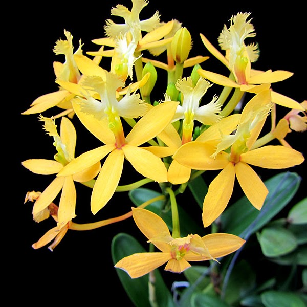 Epidendrum Jairak Valley ' Yellow ' — Epidendrum, Natt's Orchids