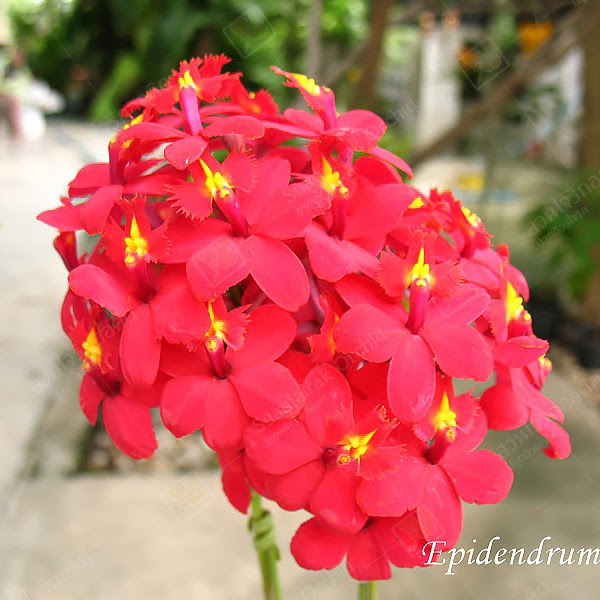 Epidendrum Hybrid ' Red ' — Epidendrum, Natt's Orchids