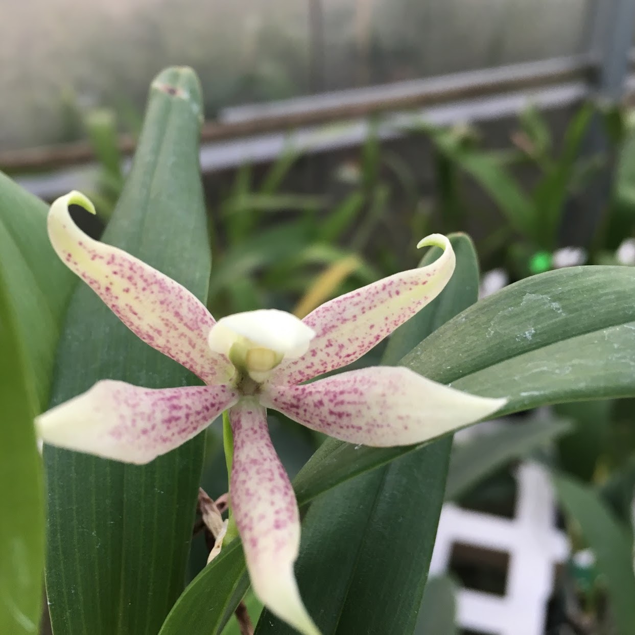 Encyclia garciana — Epidendrum, Natt's Orchids