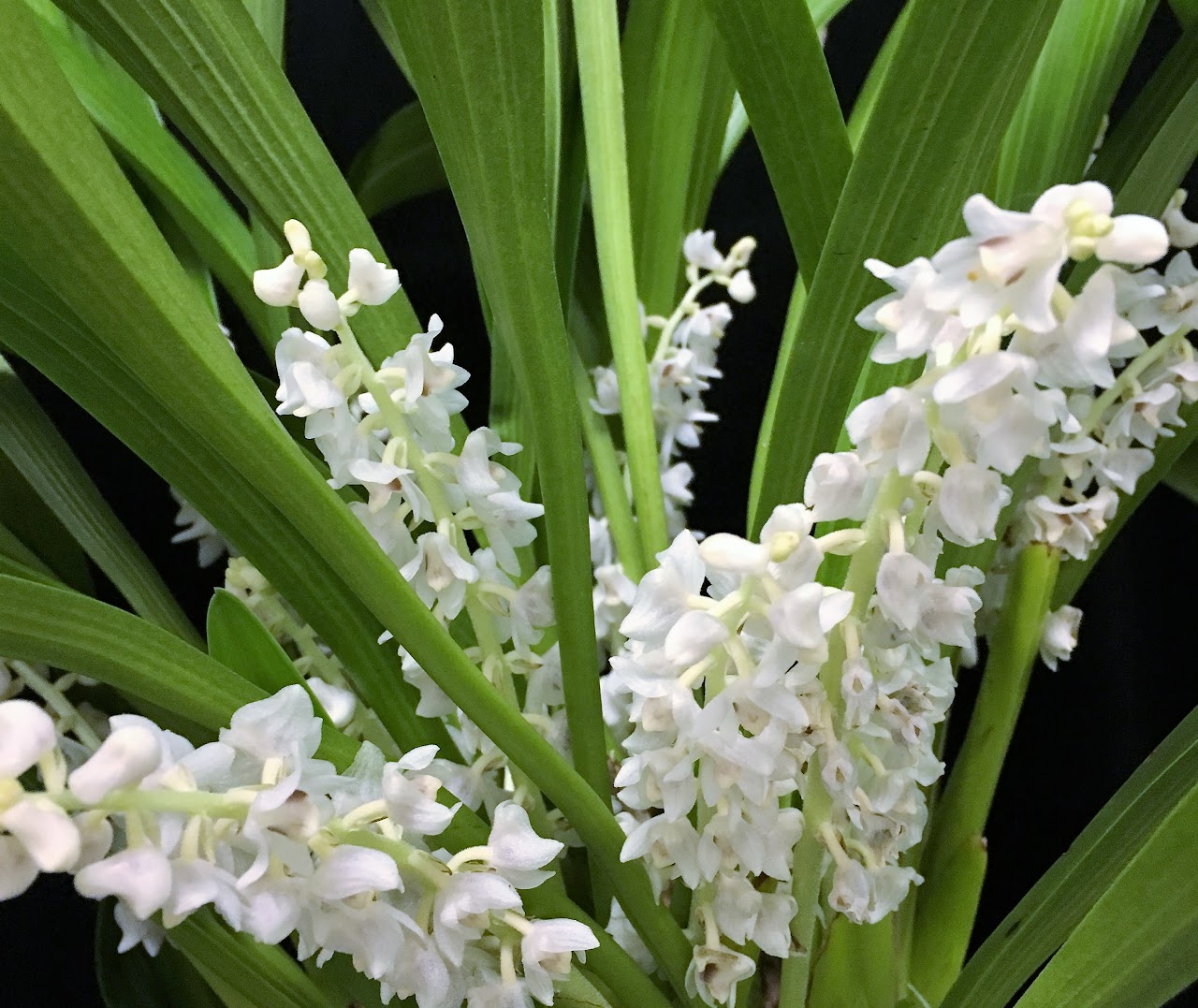 Eria hyacinthoides — Eria, Natt's Orchids