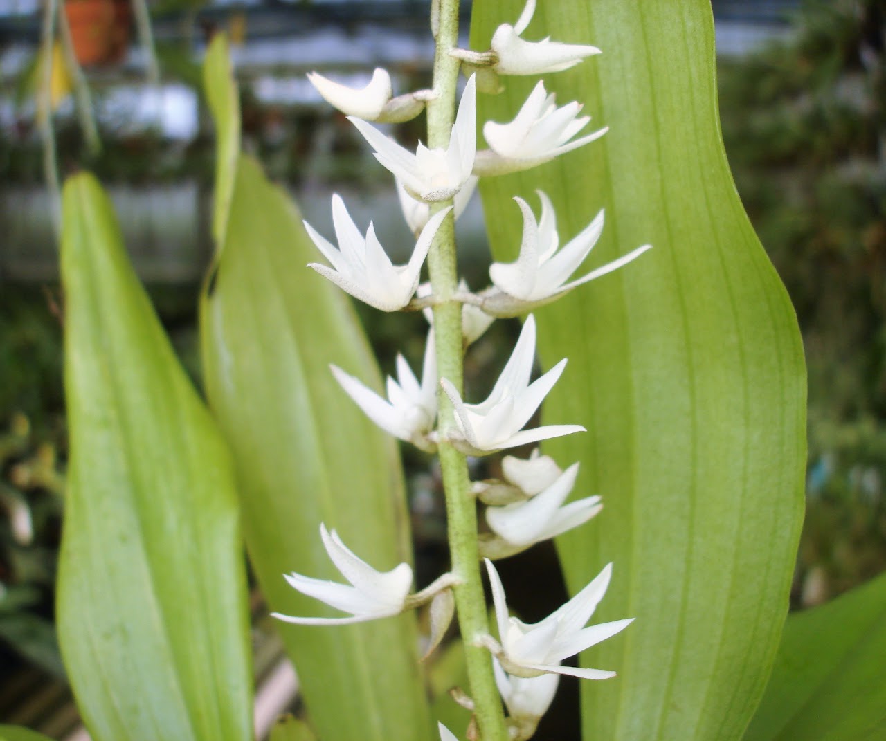 Eria stellata — Eria, Natt's Orchids