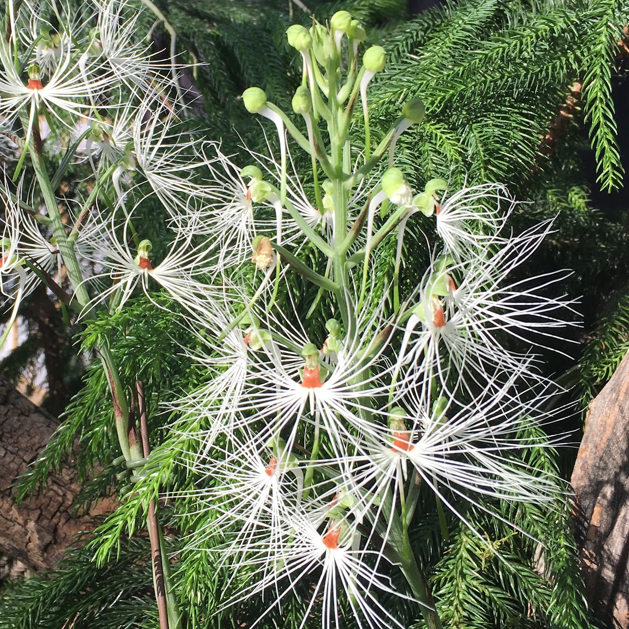Habenaria medusa One tuber — Habenaria & Pecteilis, Natt's Orchids