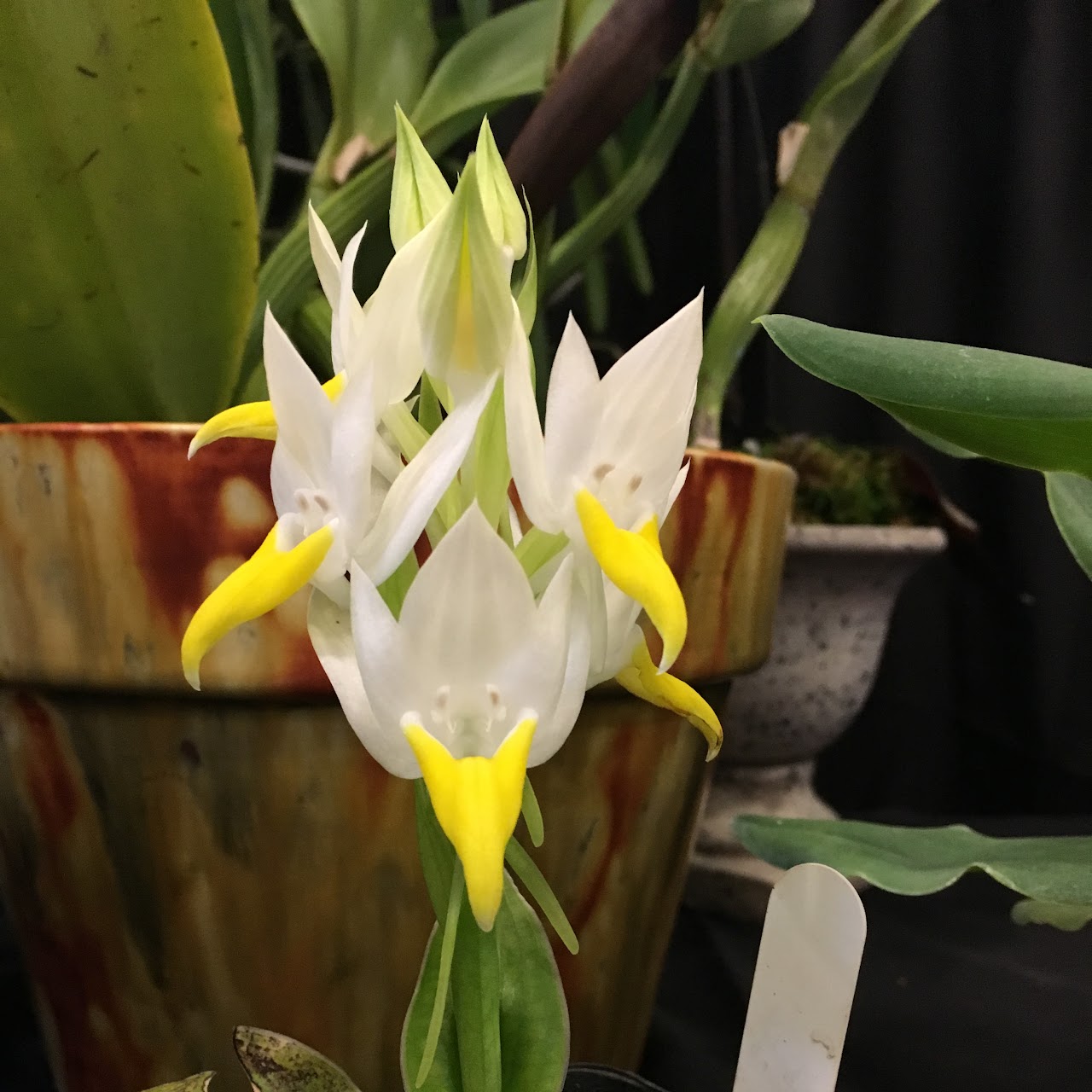 Pecteilis sagarikii (Pecteilis hawkesiana) One tuber — Habenaria & Pecteilis, Natt's Orchids