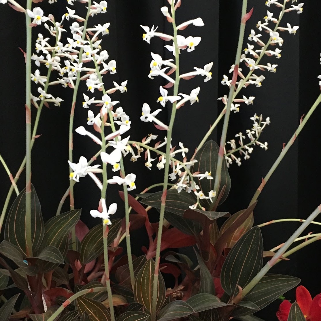 Ludisia discolor — Jewel Orchid, Natt's Orchids