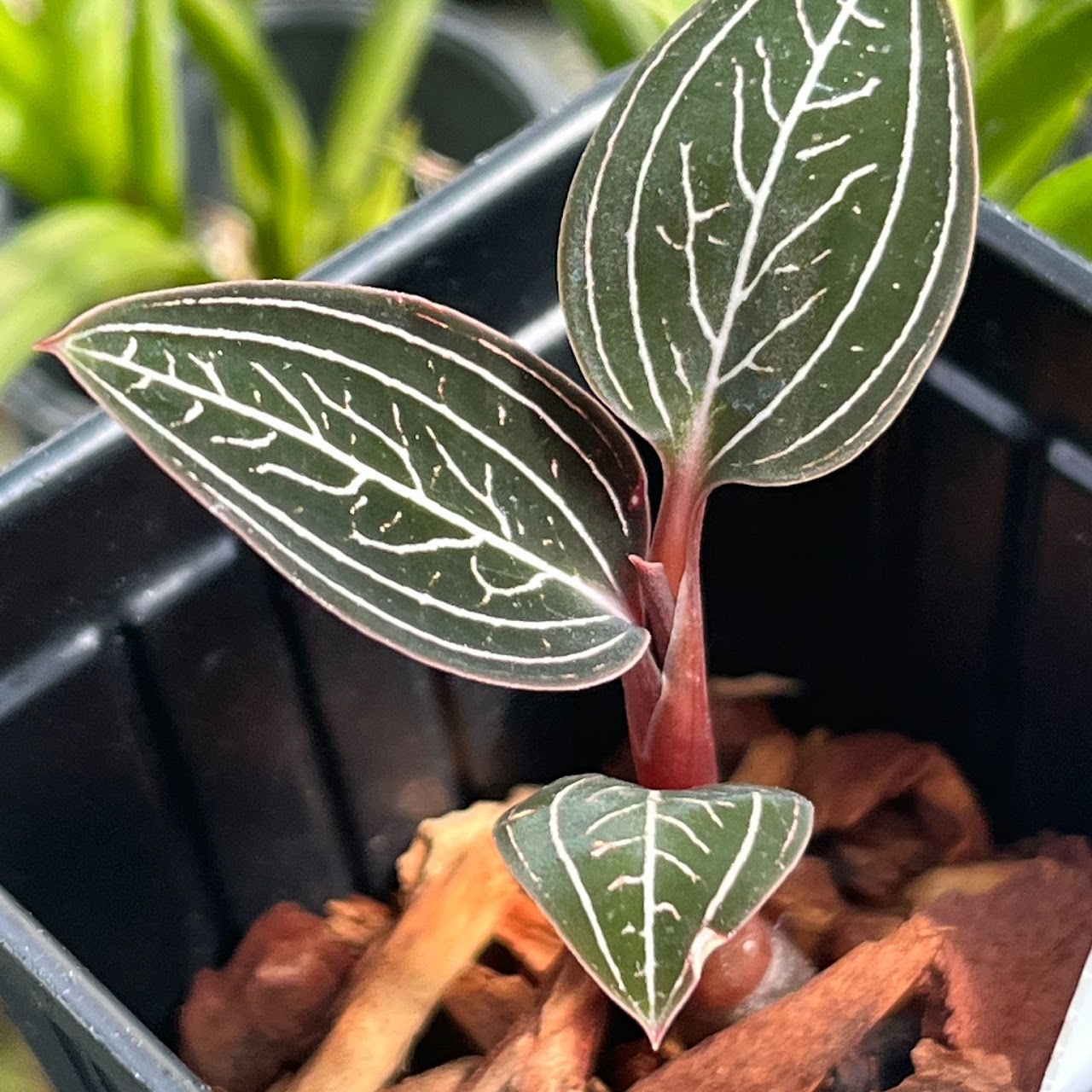 Ludisia discolor 'Dark Form' 2" pot — Jewel Orchid, Natt's Orchids