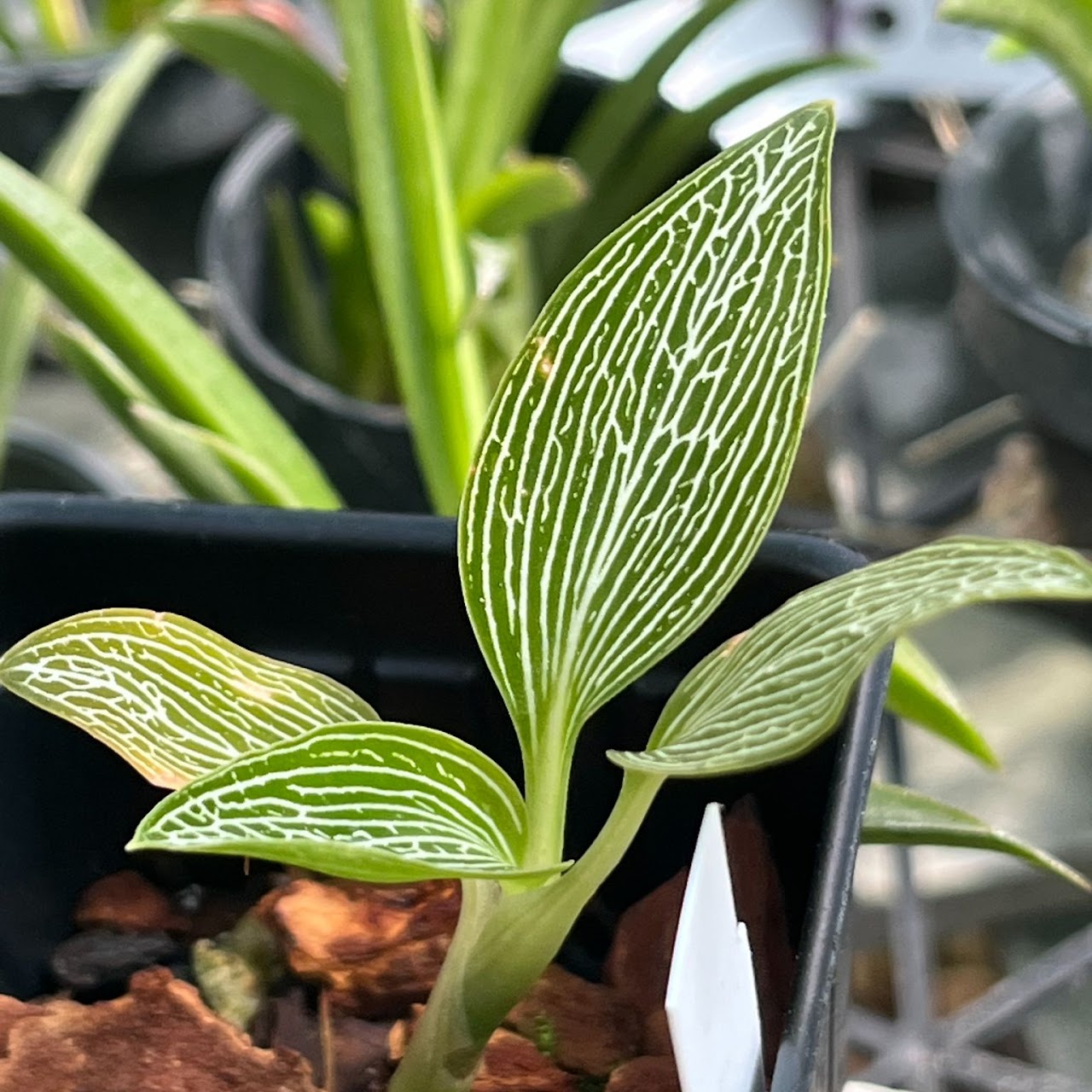 Ludisia discolor 'Alba Form' 2" pot — Jewel Orchid, Natt's Orchids