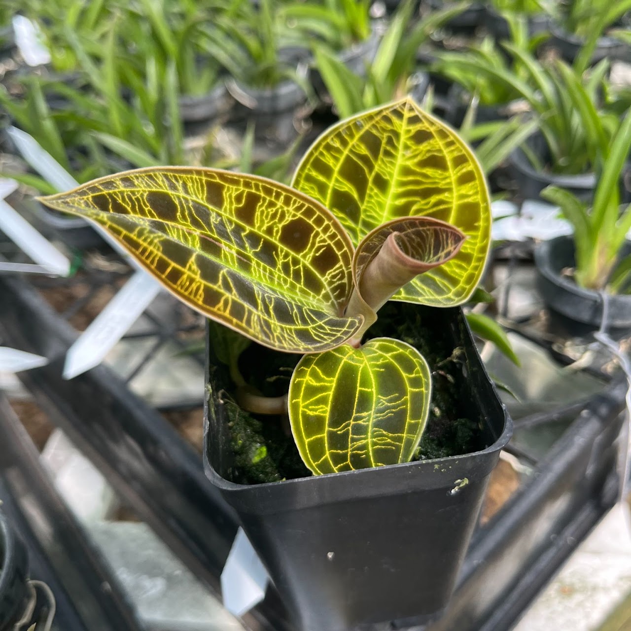 Macodes petola — Jewel Orchid, Natt's Orchids