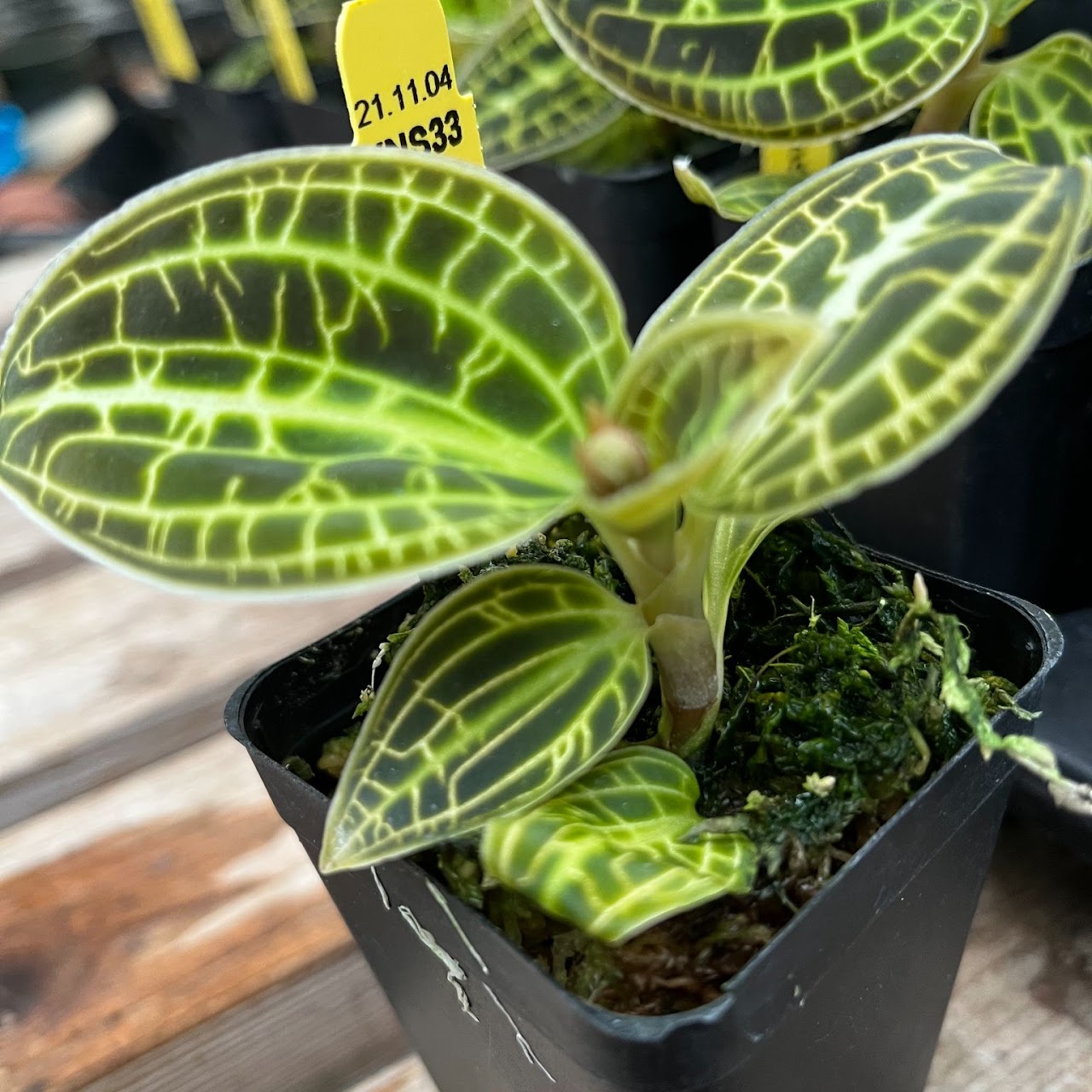 Macodes sanderiana — Jewel Orchid, Natt's Orchids
