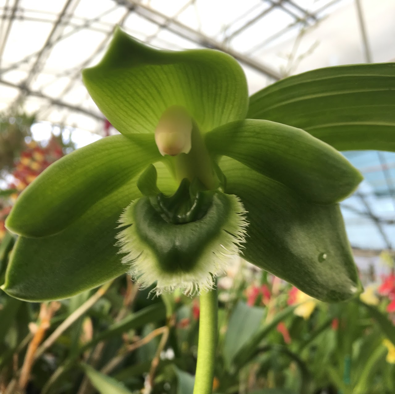 Ida (Sudamerlycaste) locusta — Lycaste, Natt's Orchids