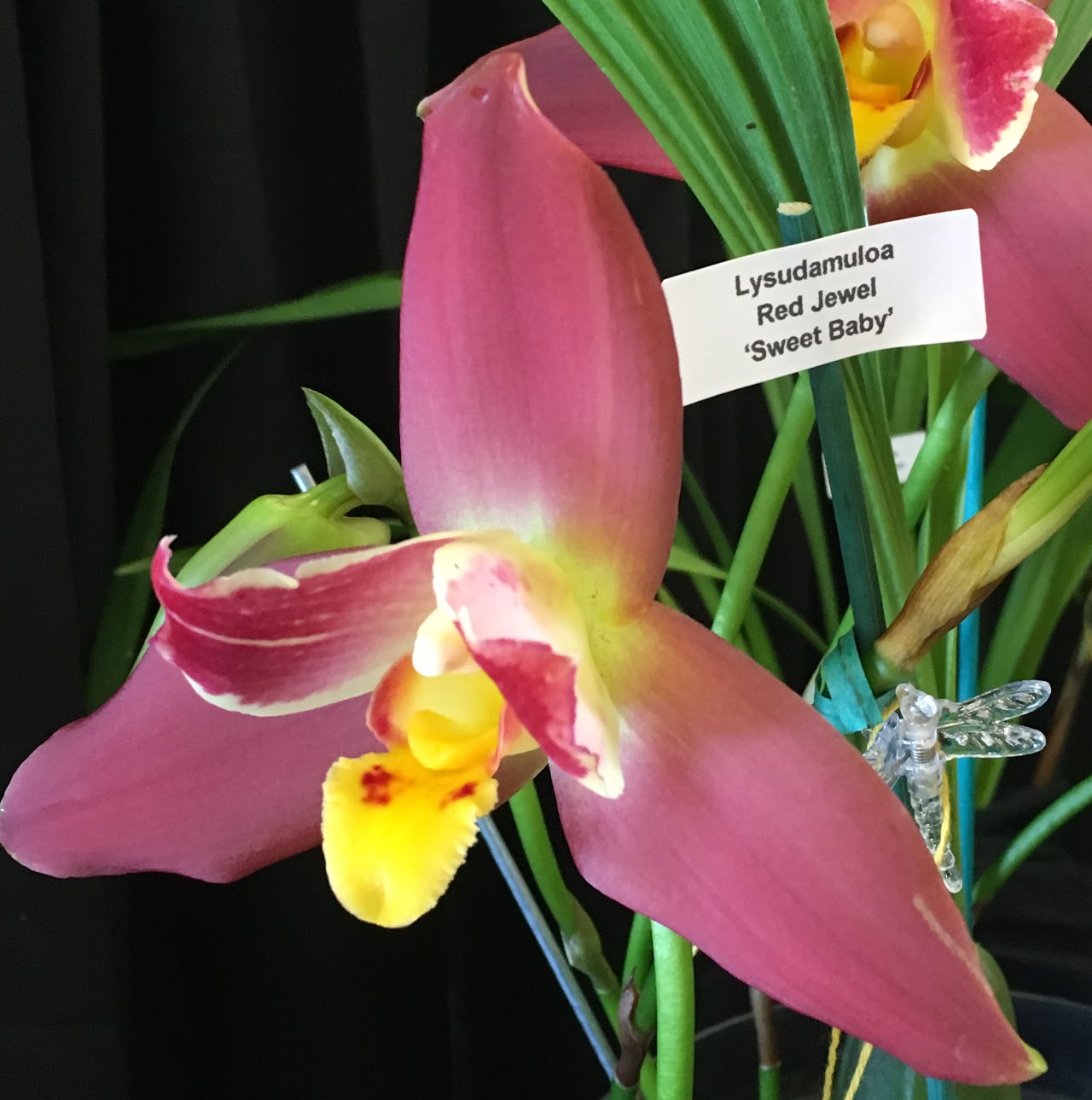 Lysudamuloa Red Jewel 'Hilo Girl' (Lycamerlycaste Geyser Gold X Angulocaste Red Jade) — Lycaste, Natt's Orchids
