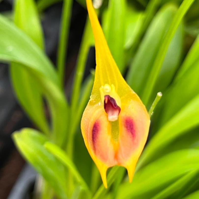 Masdevallia pinocchio — Masdevallia, Natt's Orchids