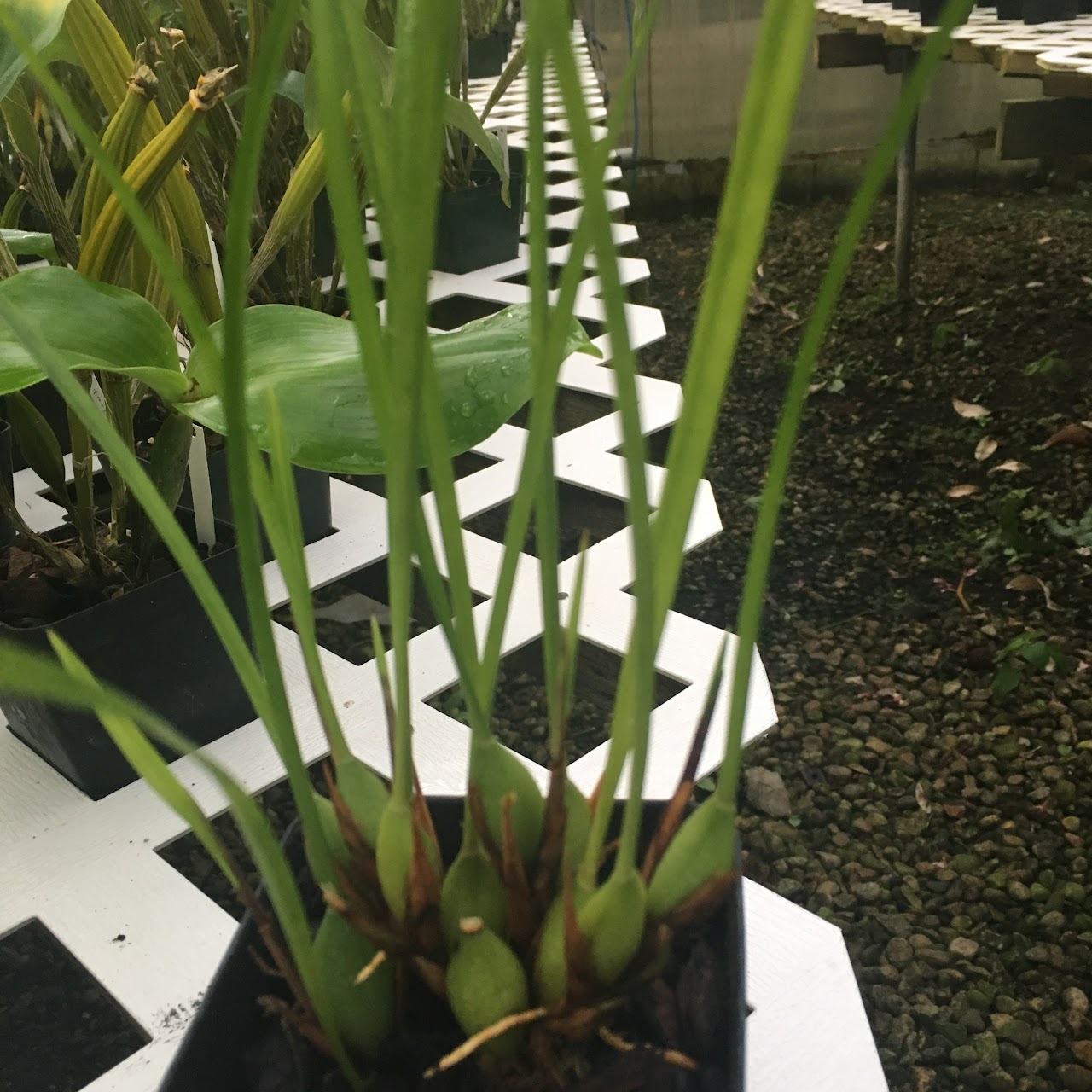 Maxillaria Maui Coconut (tenuifolia x sanguinea) — Maxillaria, Natt's Orchids