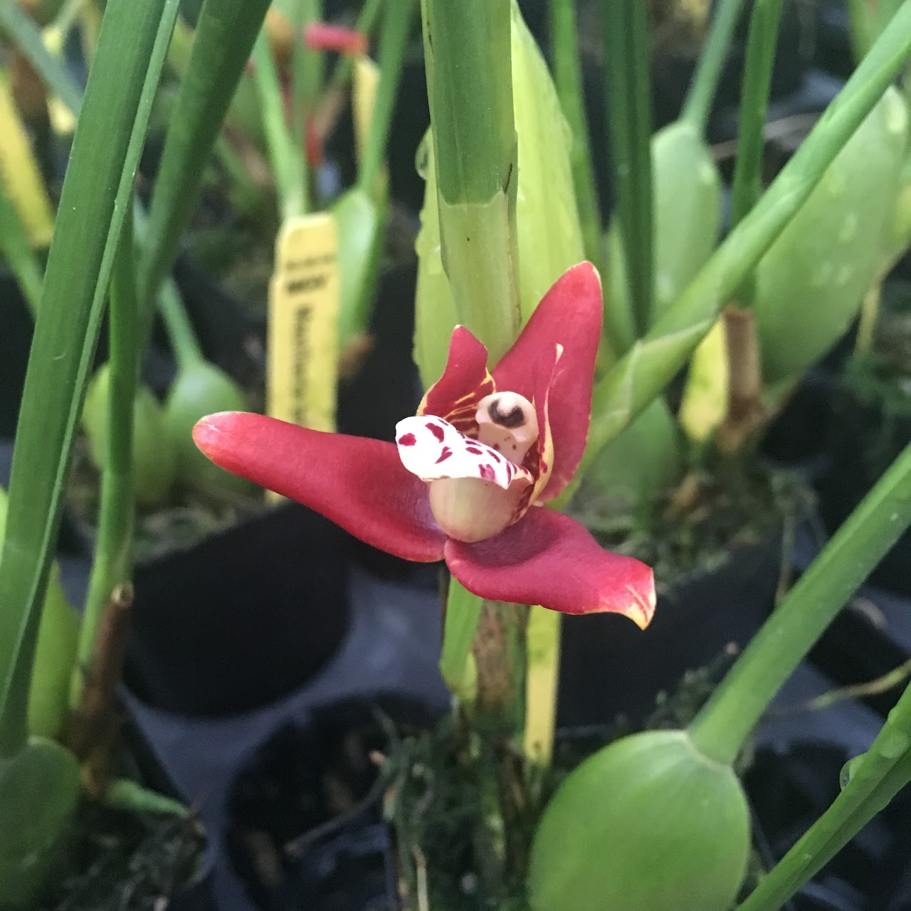 Maxillaria tenuifolia 'Green Valley' — Maxillaria, Natt's Orchids