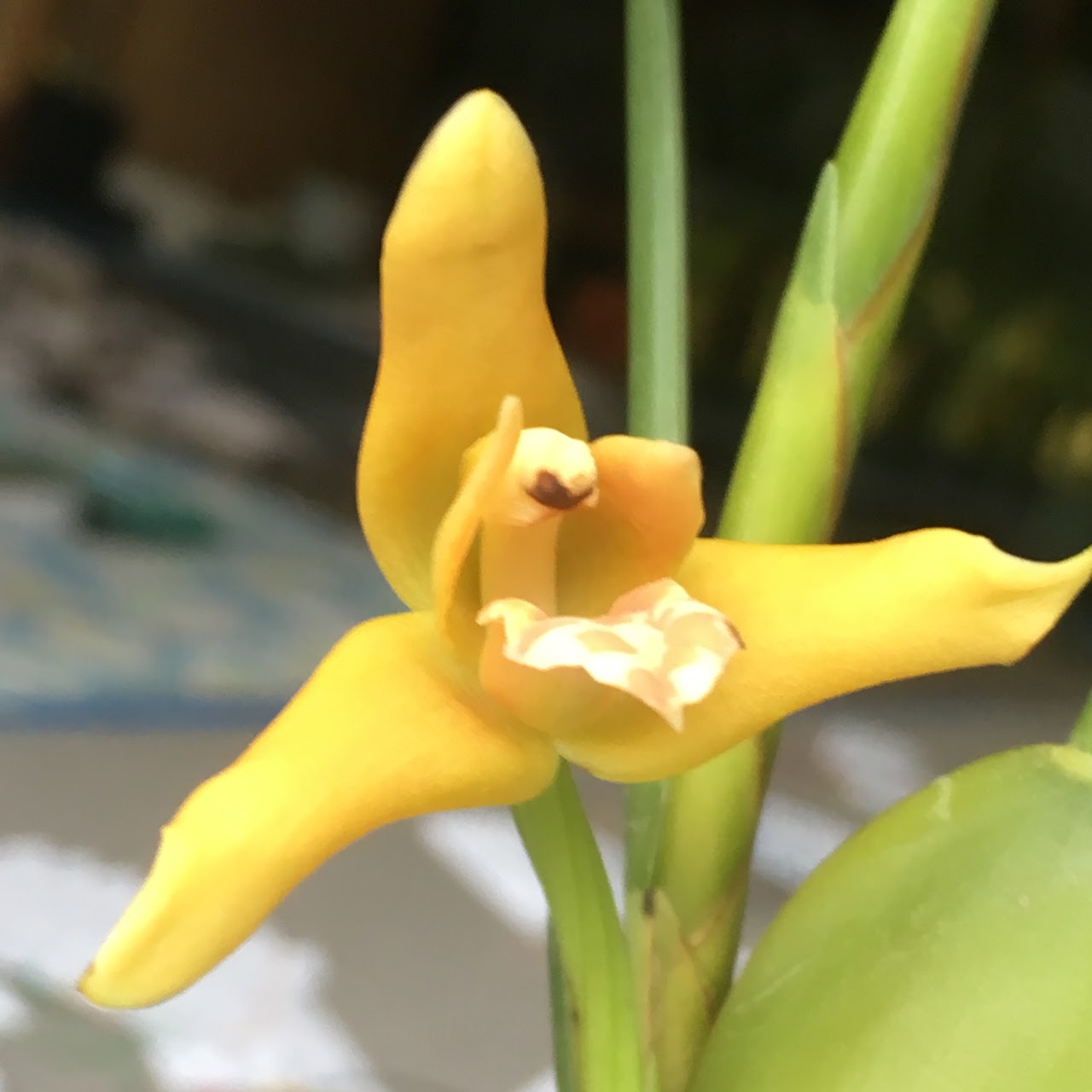 Maxillaria tenuifolia ' Yamada ' AM/AOS — Maxillaria, Natt's Orchids