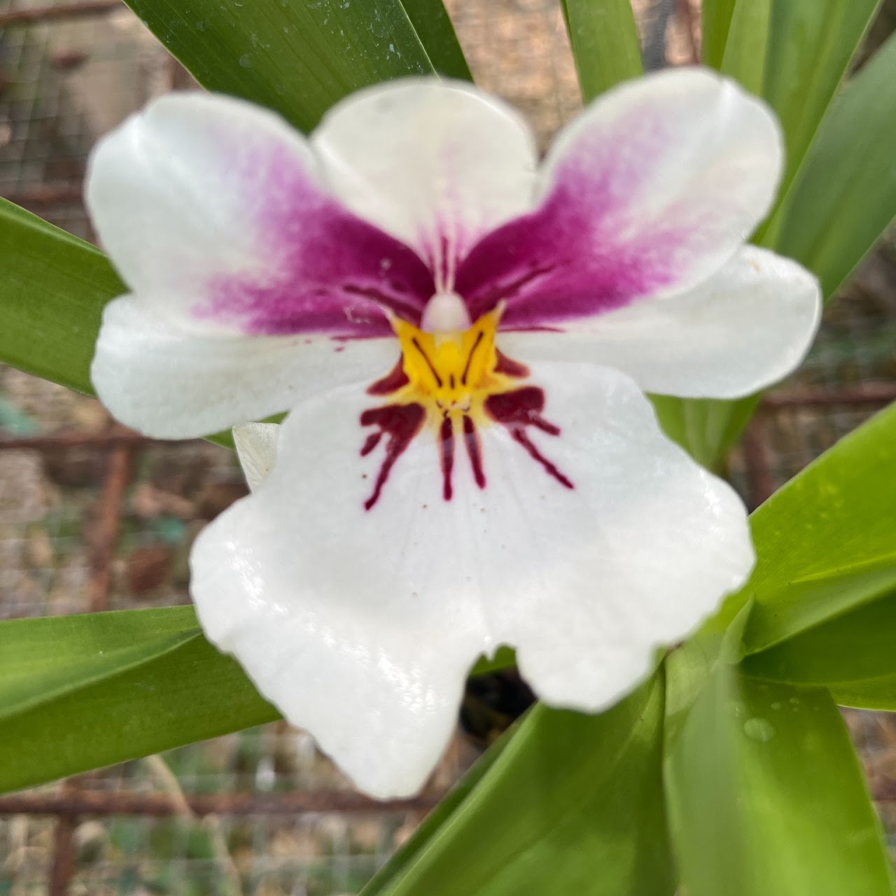 Miltoniopsis Princess Diana ( Pearl Ono x warscewiczii) — Miltonia/Miltoniopsis, Natt's Orchids