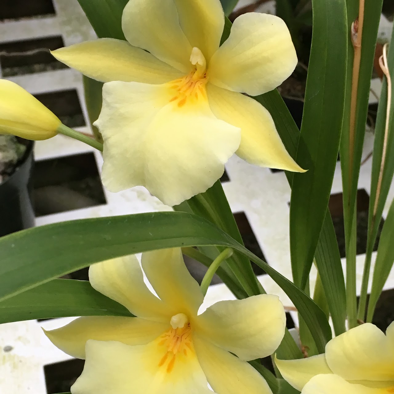 Miltoniopsis roezlii var. xanthina — Miltonia/Miltoniopsis, Natt's Orchids