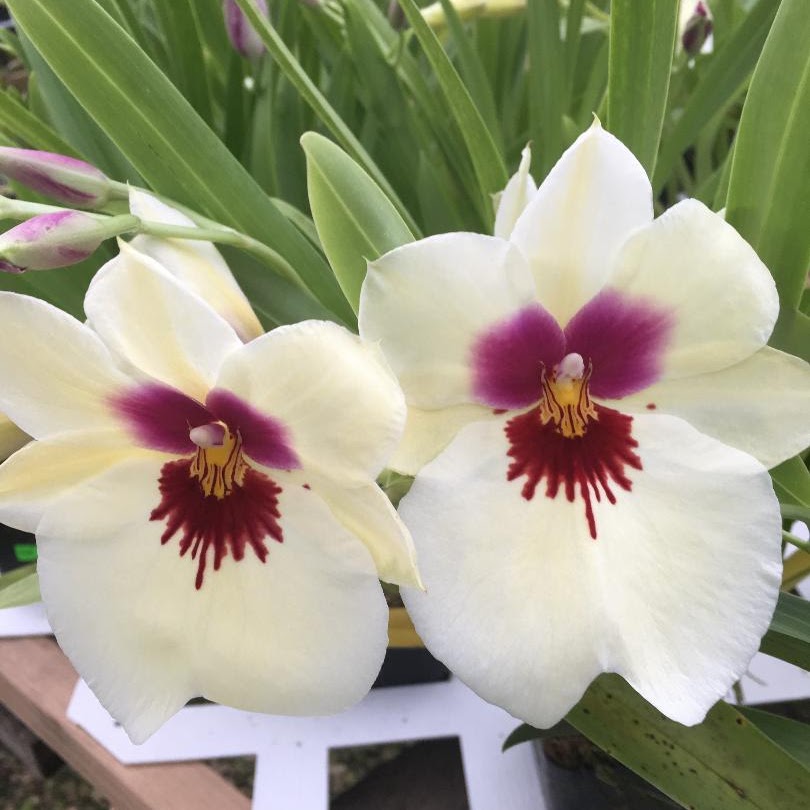 Miltoniopsis Ambre's Charm 'Cream Puff' (Ambre x Lynne Waihee) — Miltonia/Miltoniopsis, Natt's Orchids