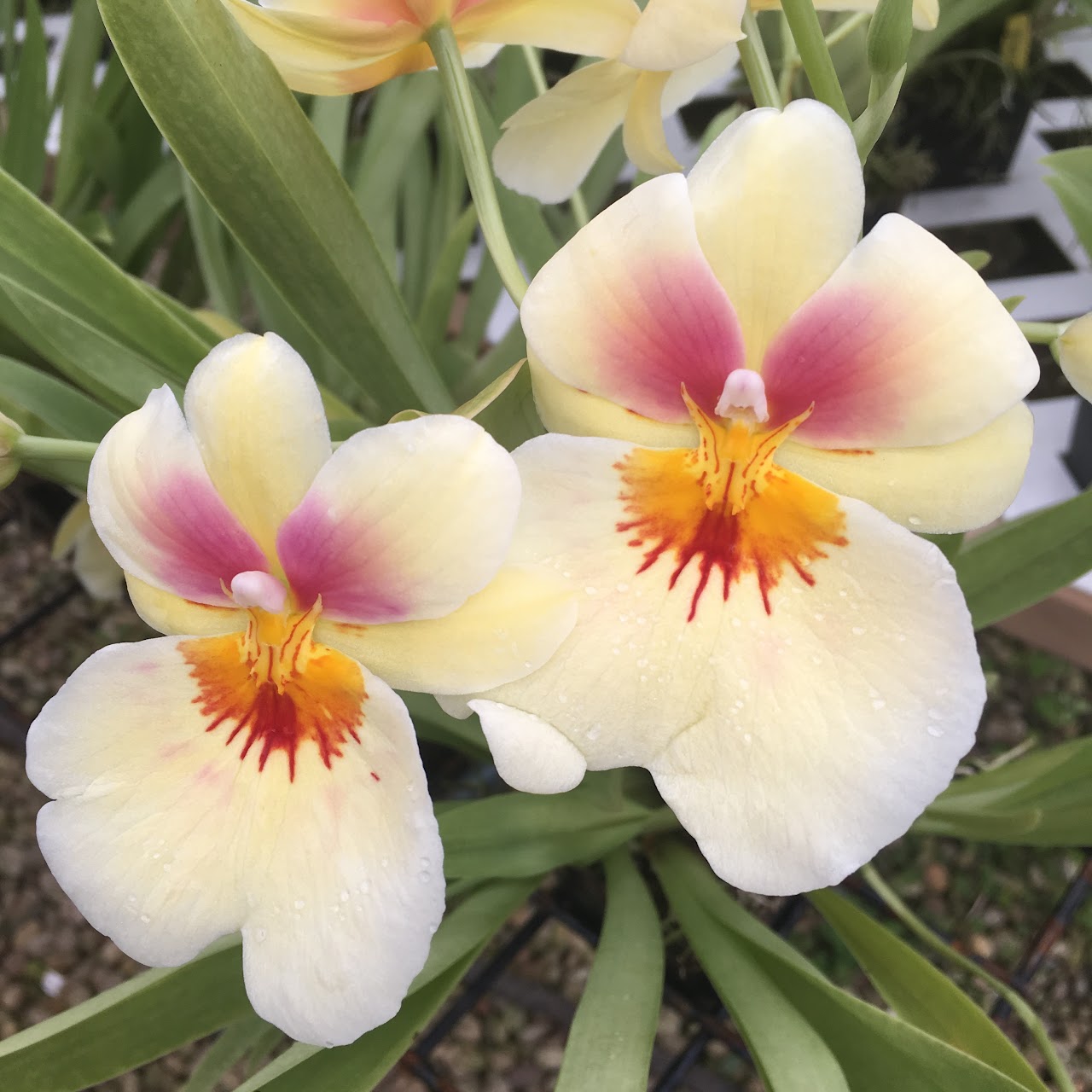 Miltoniopsis Andrea West (Capitola x Doctor Ruth Ono) — Miltonia/Miltoniopsis, Natt's Orchids