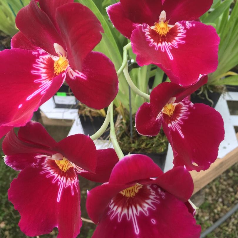Miltoniopsis Bert Field 'Eileen' (Mulatto Queen x Woodlands) — Miltonia/Miltoniopsis, Natt's Orchids