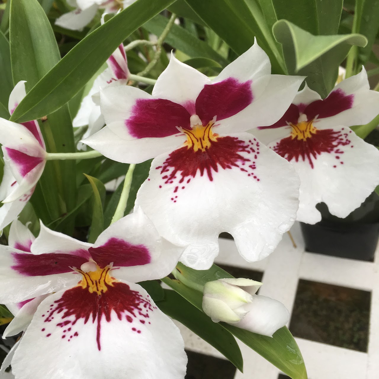 Miltoniopsis QF Mauna (Tome Yokyama x James Bradley' — Miltonia/Miltoniopsis, Natt's Orchids