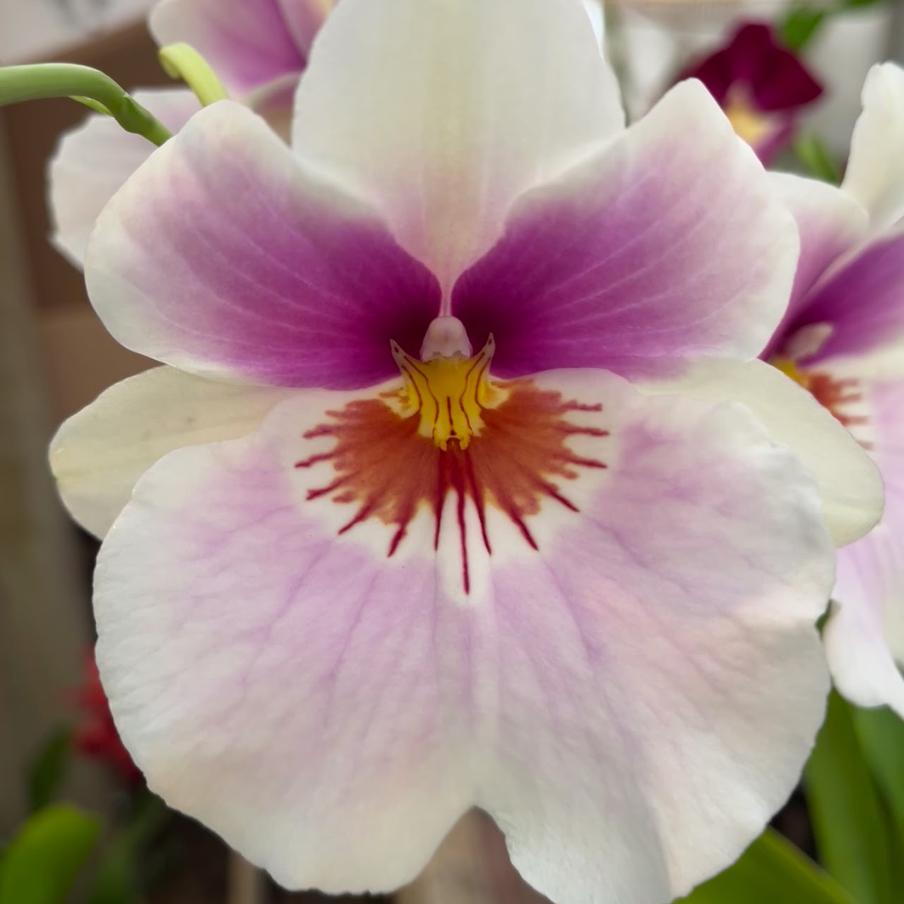 Miltoniopsis QF Amber (Maui Fusion x Bertha Baker) — Miltonia/Miltoniopsis, Natt's Orchids