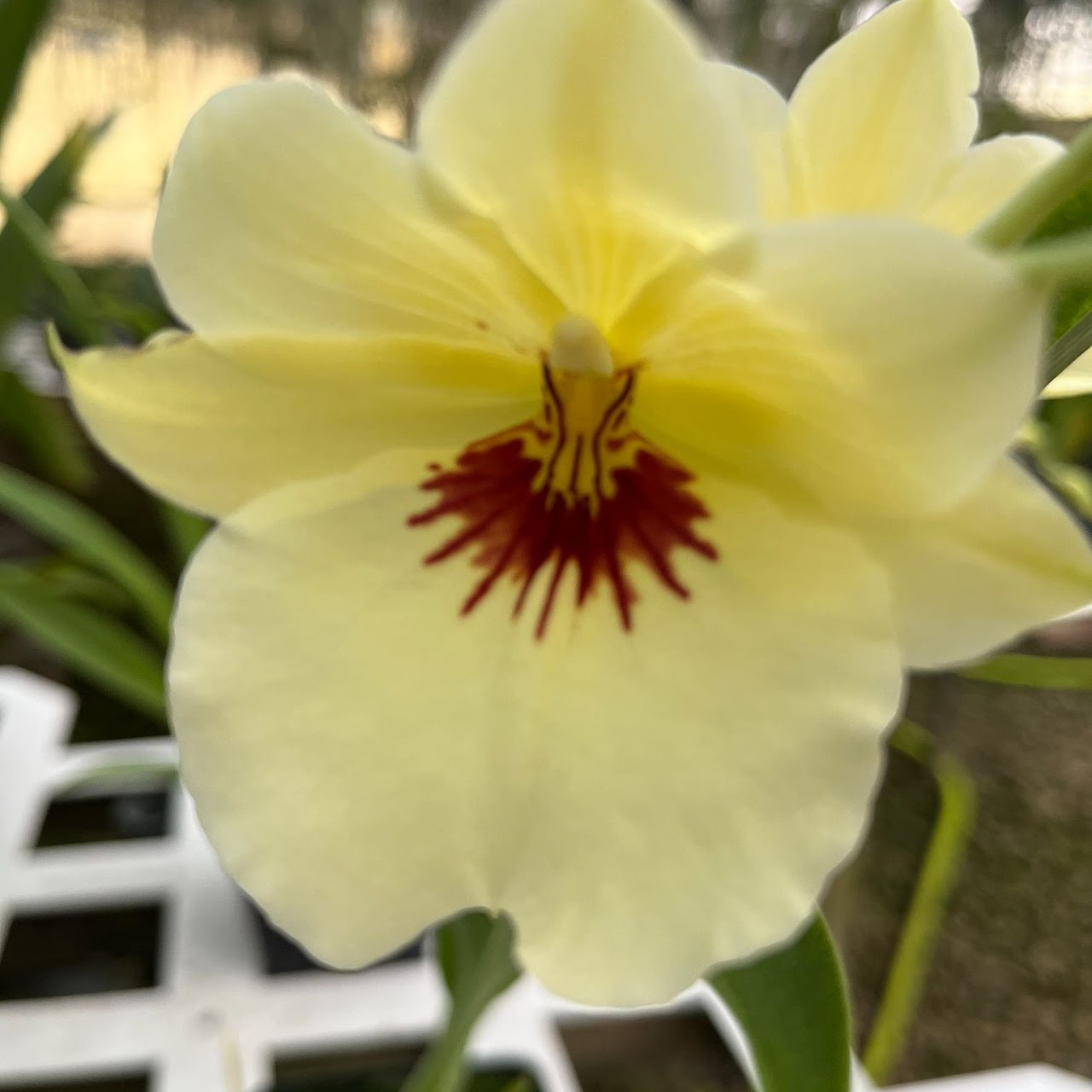 Miltoniopsis Kaila Quintal (William Hammel x roezlii) — Miltonia/Miltoniopsis, Natt's Orchids