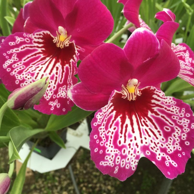 Miltoniopsis Morris Chestnut (Martin Orenstein x Goodhope Bay) — Miltonia/Miltoniopsis, Natt's Orchids