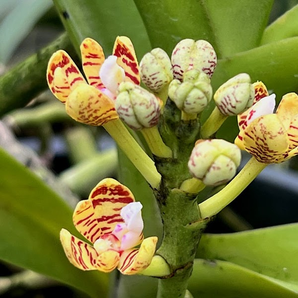 Miscellaneous orchids at Natt's Orchids