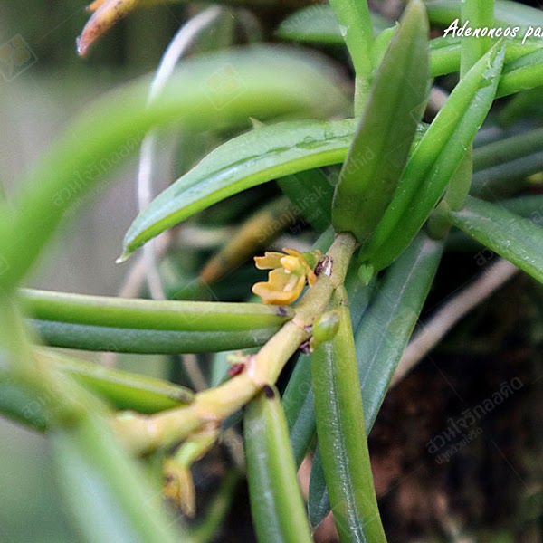 Adenoncos parviflora — Miscellaneous, Natt's Orchids