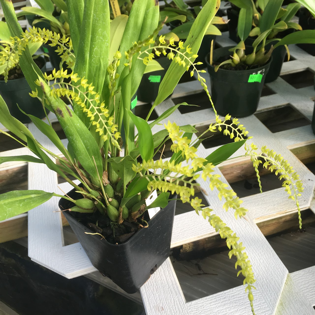 Dendrobium formosanum — Miscellaneous, Natt's Orchids