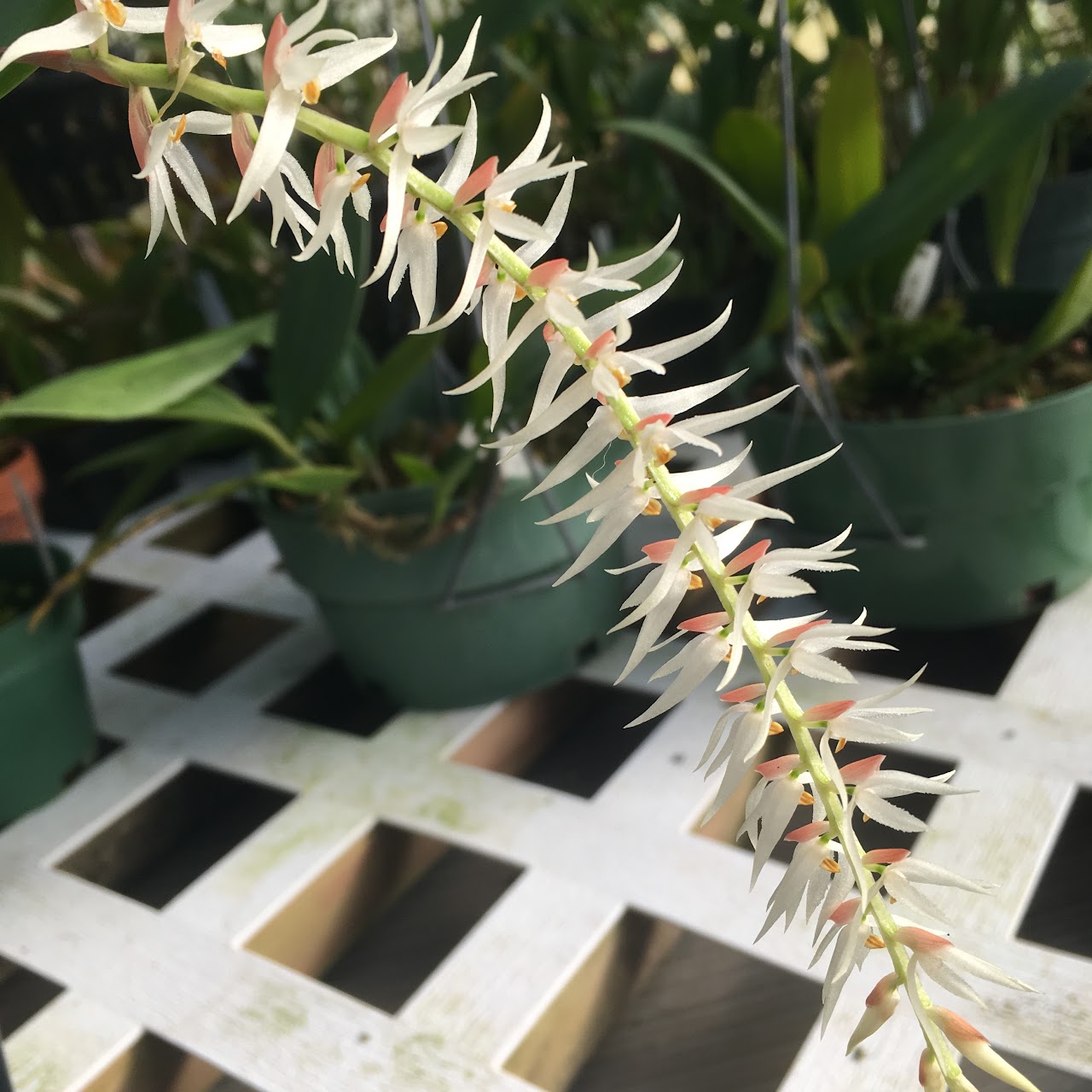Dendrochilum glumaceum — Miscellaneous, Natt's Orchids