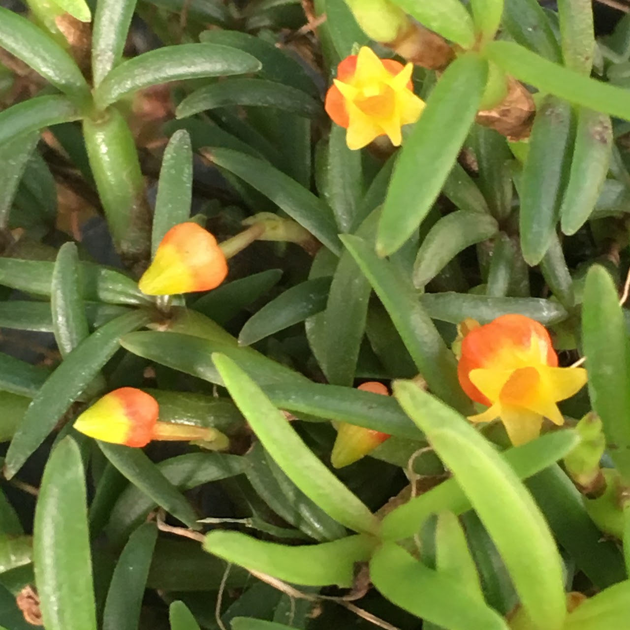 Mediocalcar decoratum — Miscellaneous, Natt's Orchids