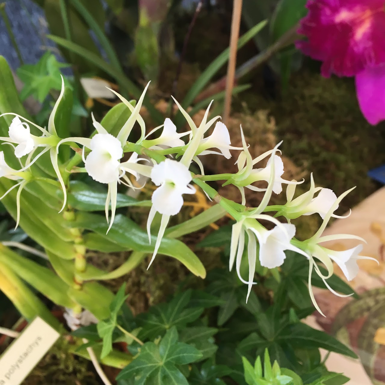 Oeoniella polystachys — Miscellaneous, Natt's Orchids