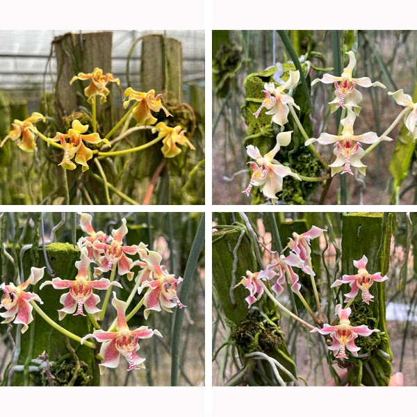 Paraphalaenopsis serpentilingua x labukensis Blooming size — Miscellaneous, Natt's Orchids