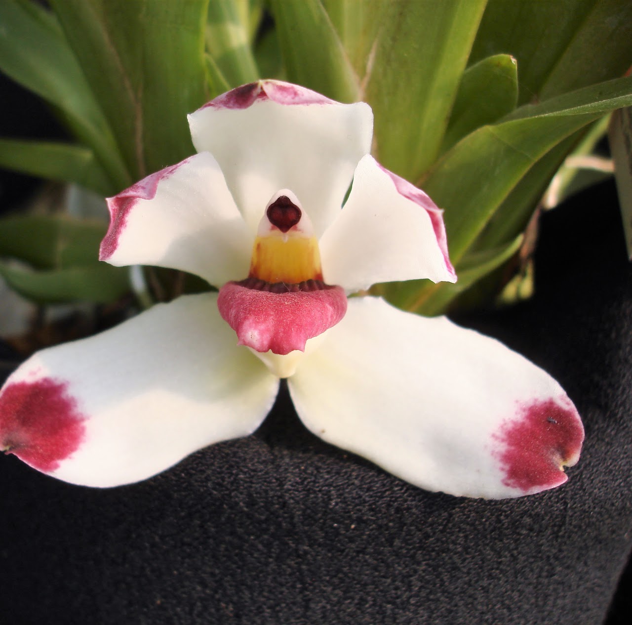 Pescatoria dayana — Miscellaneous, Natt's Orchids