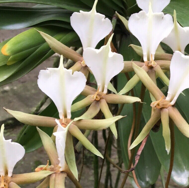 Plectrelminthus caudatus — Miscellaneous, Natt's Orchids
