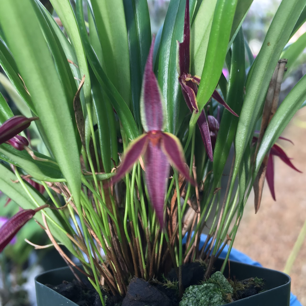 Pleurothallis allenii — Miscellaneous, Natt's Orchids