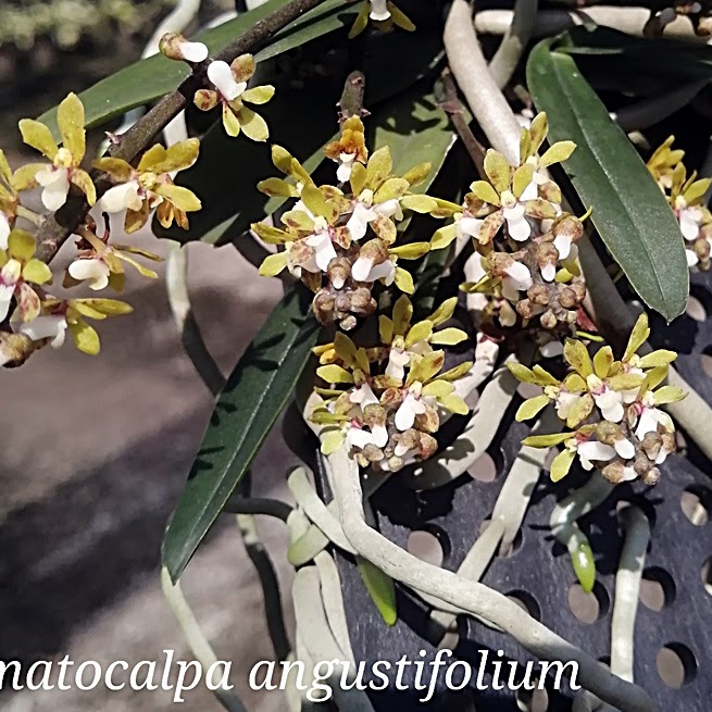 Pomatocalpa angustifolium — Miscellaneous, Natt's Orchids