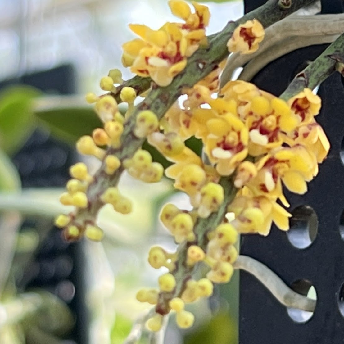 Pomatocalpa spicata ' — Miscellaneous, Natt's Orchids