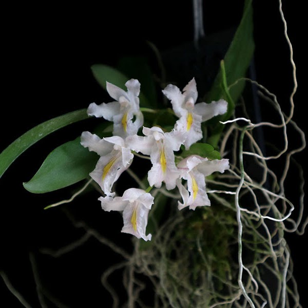 Rodriguezia Jairak Venus (strobelii x venusta) — Miscellaneous, Natt's Orchids