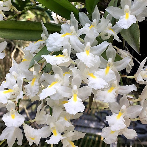 Ro driguezia venusta — Miscellaneous, Natt's Orchids