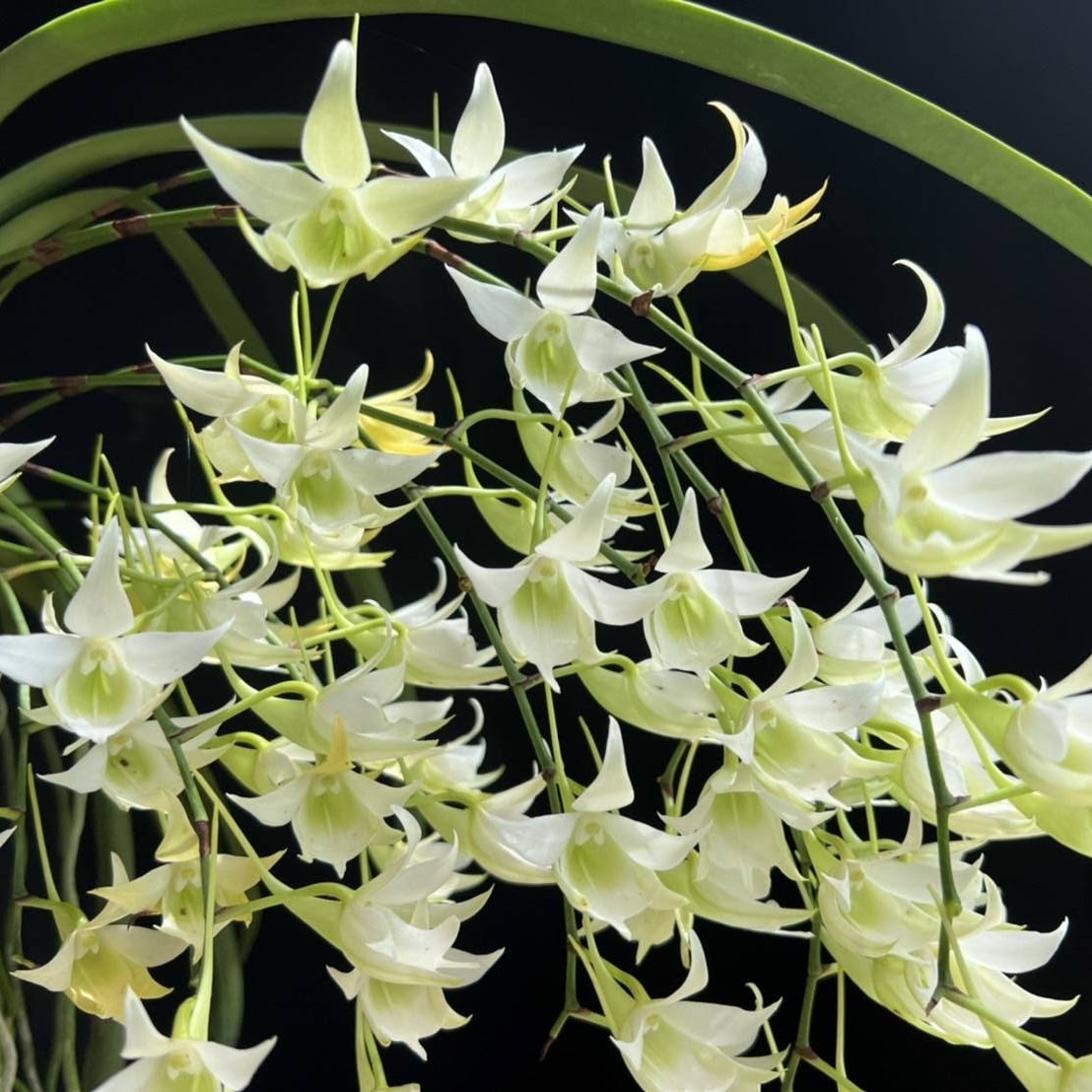 Sobennikoffia robusta ' — Miscellaneous, Natt's Orchids