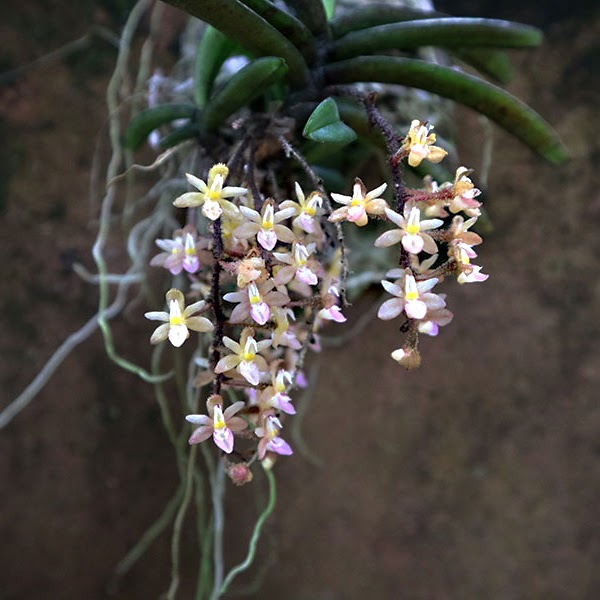 Stereochilus erinaceus — Miscellaneous, Natt's Orchids