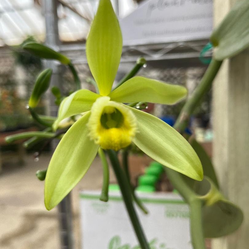 ‎ Vanilla planifolia In 2" pot — Miscellaneous, Natt's Orchids