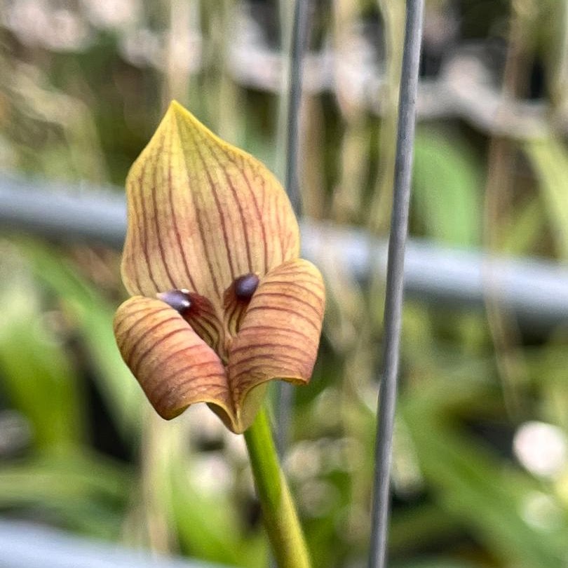 Trigonidium egertonianum — Miscellaneous, Natt's Orchids