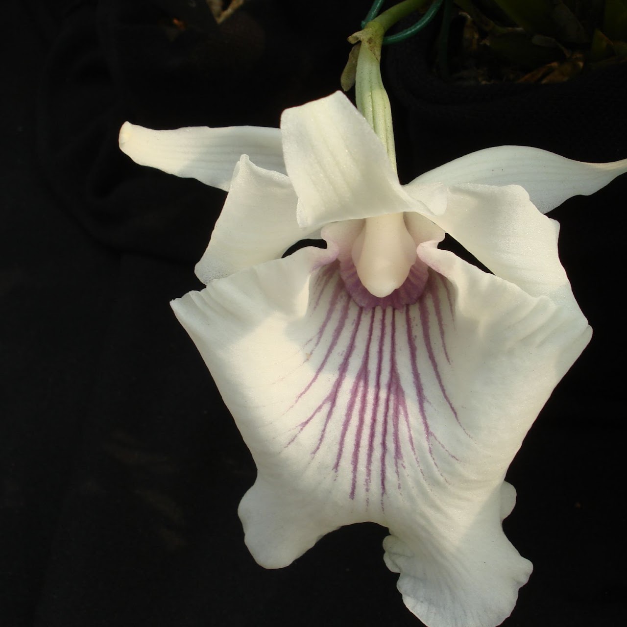 Warscewiczella ( Cochleanthes) amazonica — Miscellaneous, Natt's Orchids