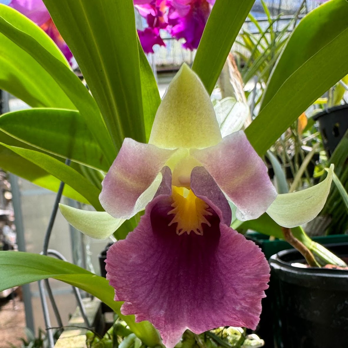 Warscewiczella ( Cochleanthes) discolor — Miscellaneous, Natt's Orchids